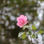 (Ryan photographed this rose on a recent walk.)