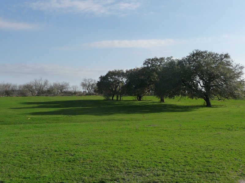 Walking with Cake: Old oak trees