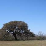 Walking with Cake: Front oak tree