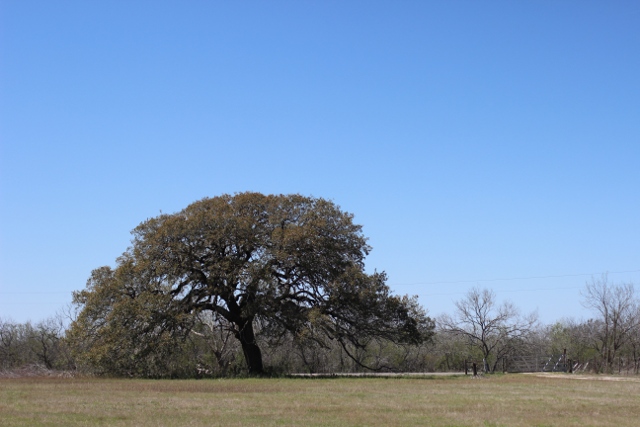 Walking with Cake: Front oak tree