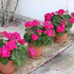 Walking with Cake: Geraniums all in a row