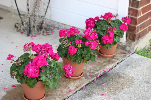 Walking with Cake: Geraniums all in a row