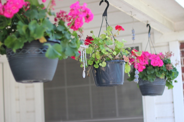 Walking with Cake: Hanging geraniums