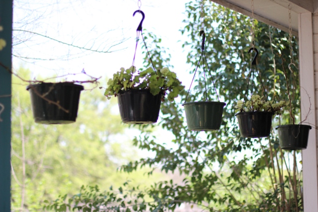 Walking with Cake: Hanging plants