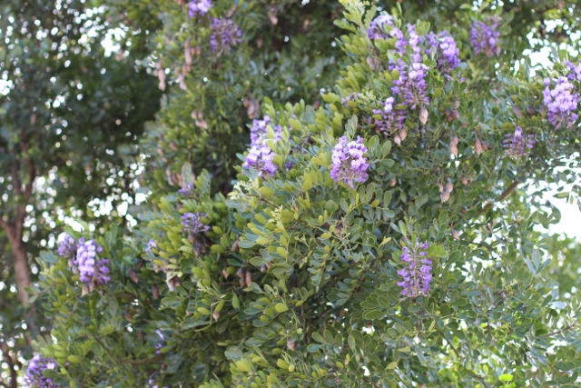 Walking with Cake: Mountain Laurel