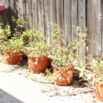 Walking with Cake: Potted Lantana