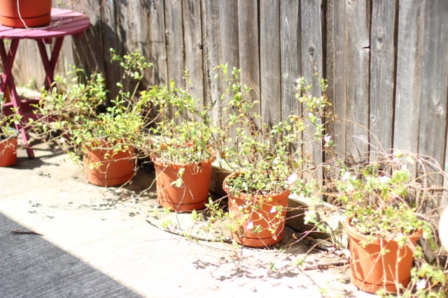 Walking with Cake: Potted Lantana