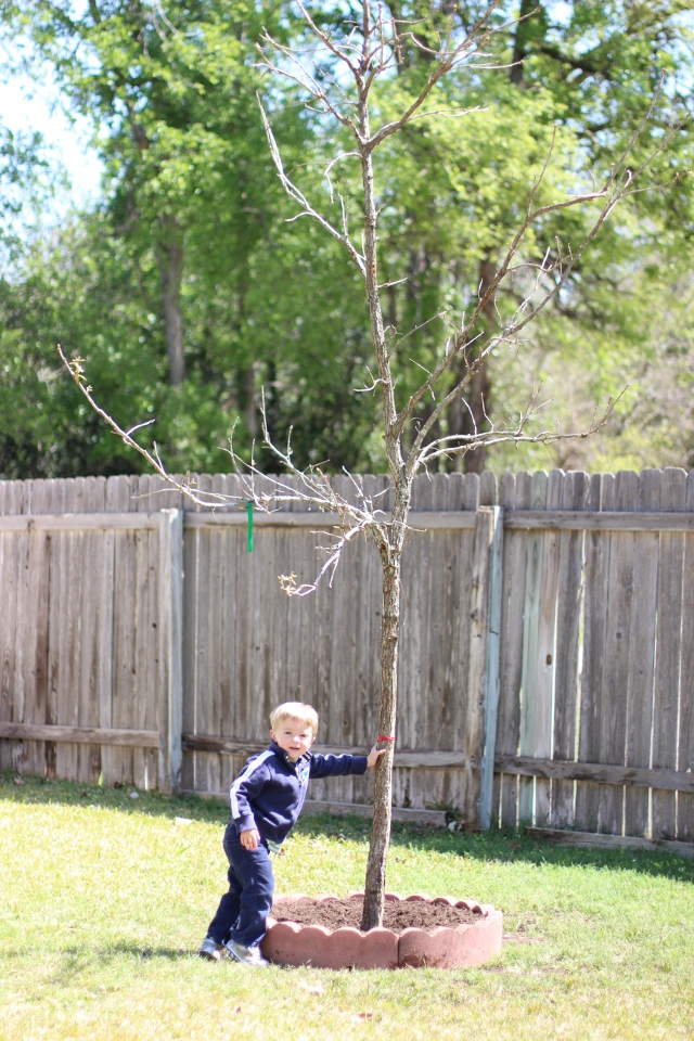 Walking with Cake: Rhys' new tree