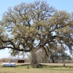 Walking with Cake: Yard oak tree