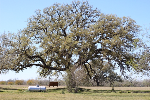 Walking with Cake: Yard oak tree