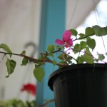 (My bougainvillea is blooming!)