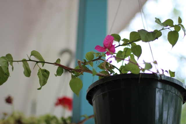 Walking with Cake: Bougainvillea in bloom
