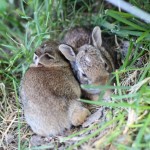 Walking with Cake: Baby rabbits