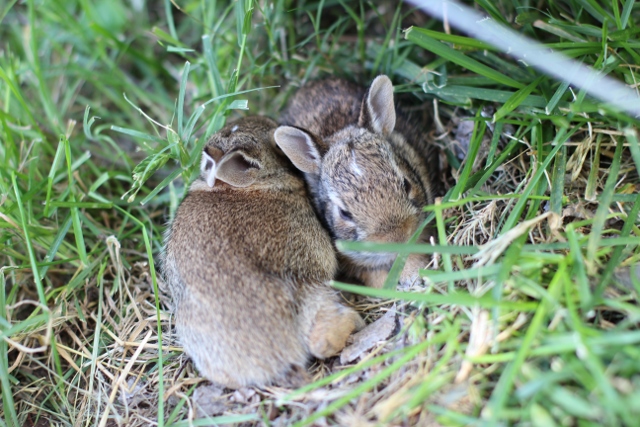 Walking with Cake: Baby rabbits