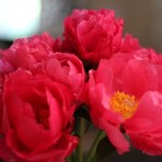 (My Mother's Day bouquet of peonies, still going strong.)