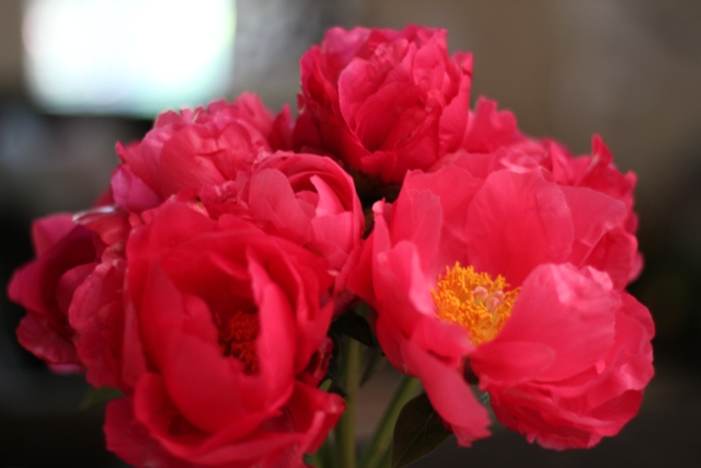 Walking with Cake: Peonies