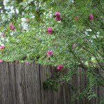(Our Rose of Sharon is beginning to bloom.)