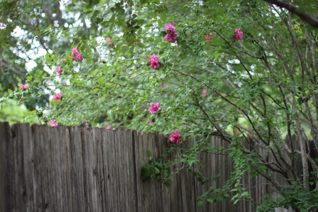 Walking with Cake: Rose of Sharon 2013