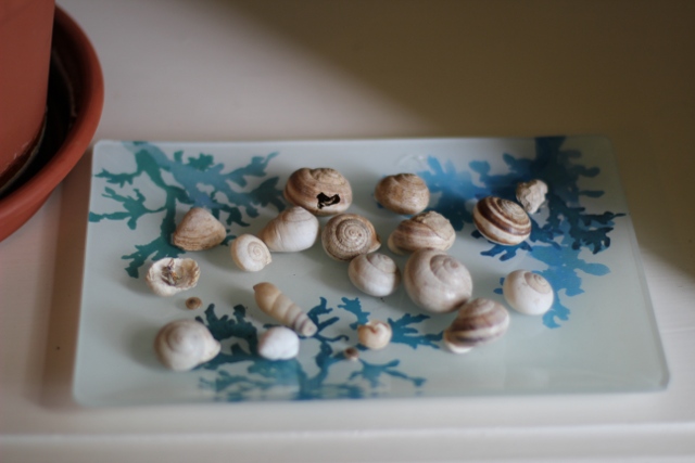 Walking with Cake: Snail shell collection