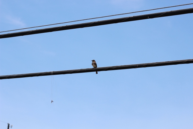 Walking with Cake: Bird on a wire