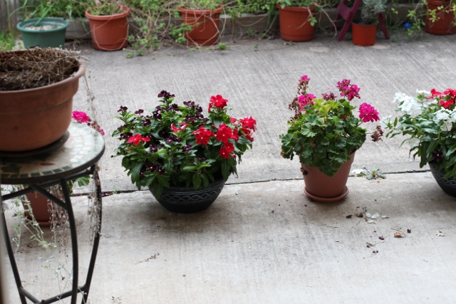 Walking with Cake: Porch plants