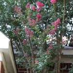 (The Crape Myrtle blooming in our front yard.)