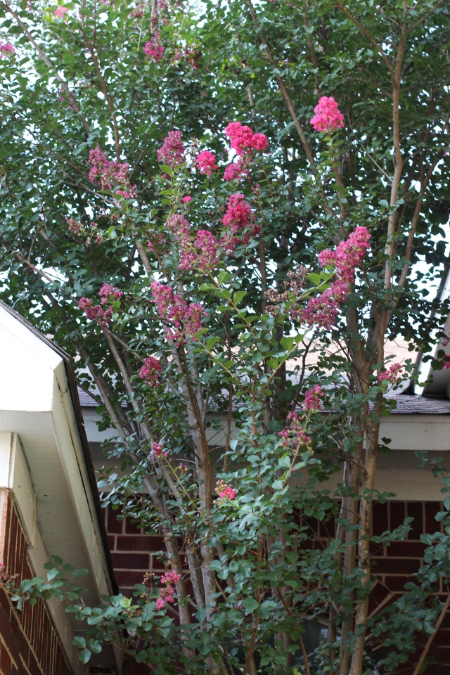 Walking with Cake: Crape Myrtle Tree