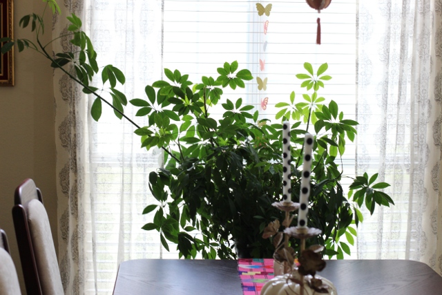 Walking with Cake: Dining room plant