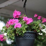 Walking with Cake: Geranium in bloom