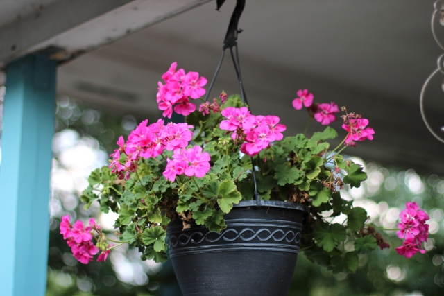 Walking with Cake: Geranium in bloom