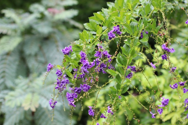 Walking with Cake: Hanging Vines