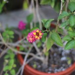 Walking with Cake: Lantana Closeup