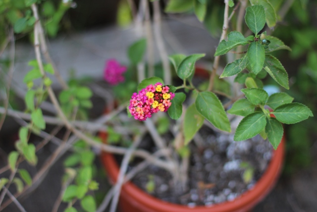 Walking with Cake: Lantana Closeup