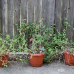 Walking with Cake: Lantana in bloom