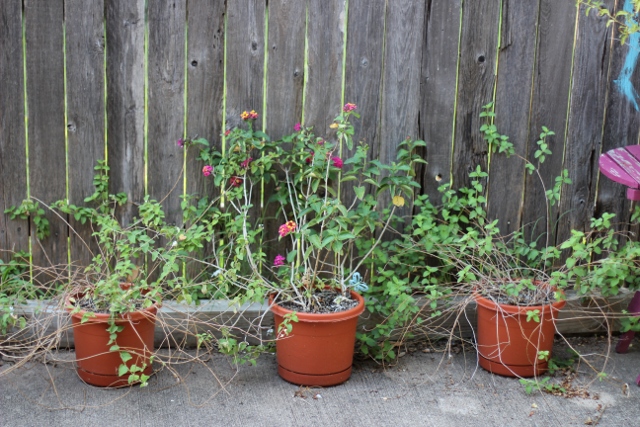 Walking with Cake: Lantana in bloom