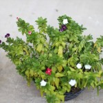 Walking with Cake: Potted petunias