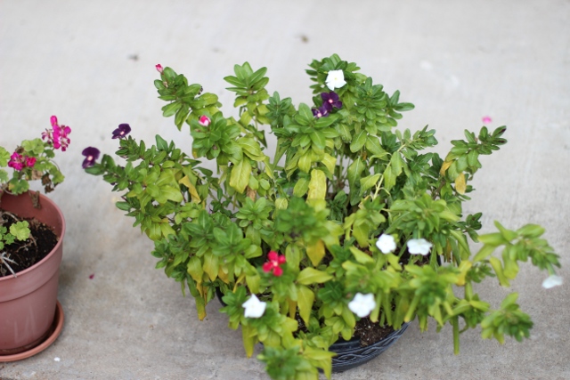 Walking with Cake: Potted petunias