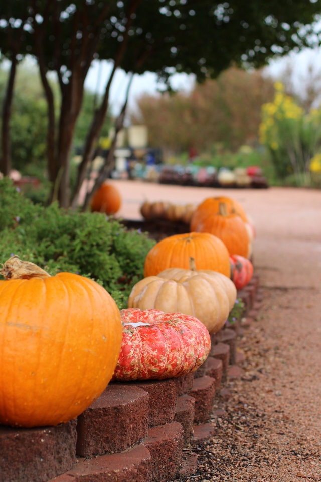Walking with Cake: Pumpkins everywhere