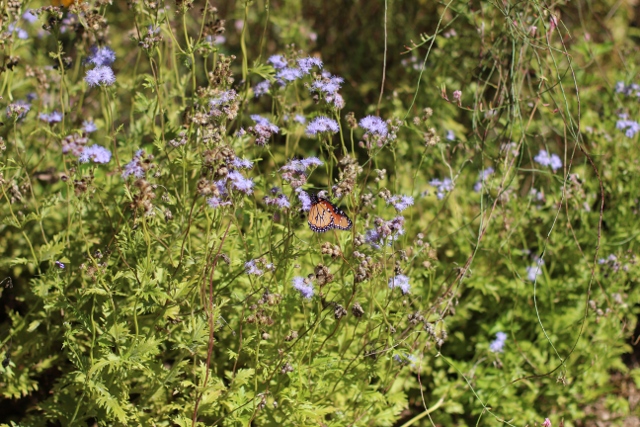 Walking with Cake: Butterfly bush