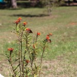 Walking with Cake: Butterfly garden
