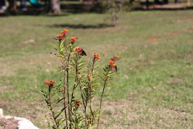 Walking with Cake: Butterfly garden