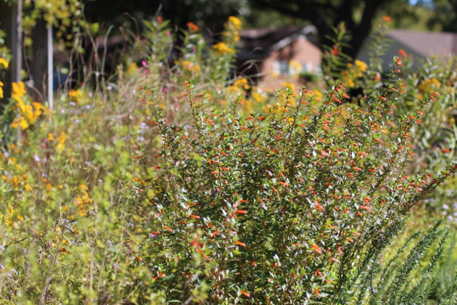 Walking with Cake: Butterfly plants