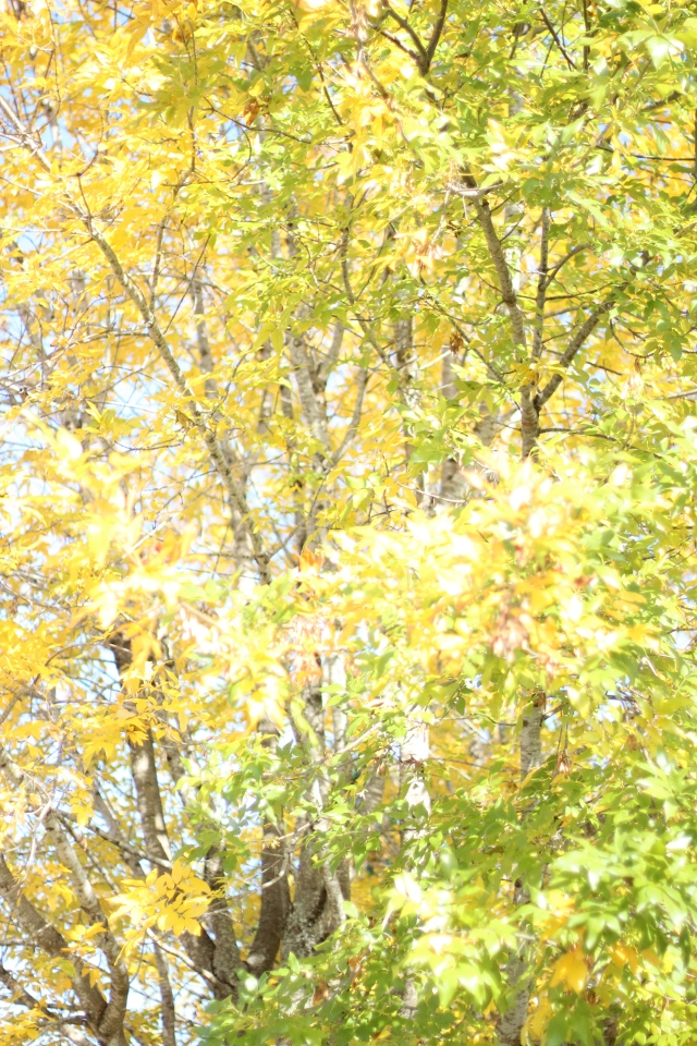 Walking with Cake: Fall Leaves