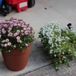 Walking with Cake: Fall blooms