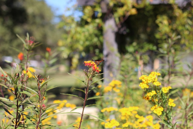 Walking with Cake: Fall butterfly