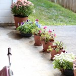 Walking with Cake: Pretty plants all in a row