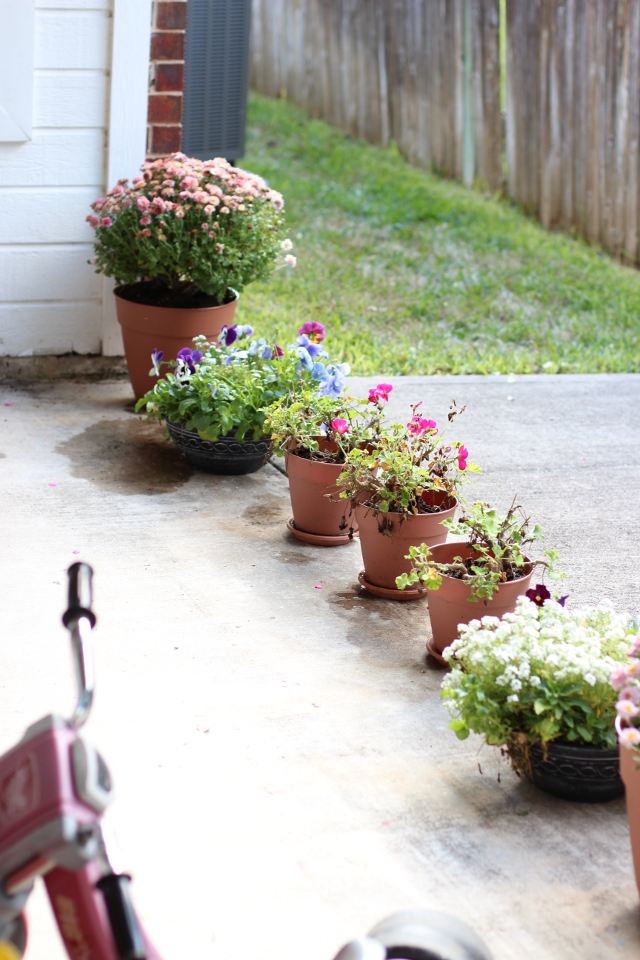 Walking with Cake: Pretty plants all in a row