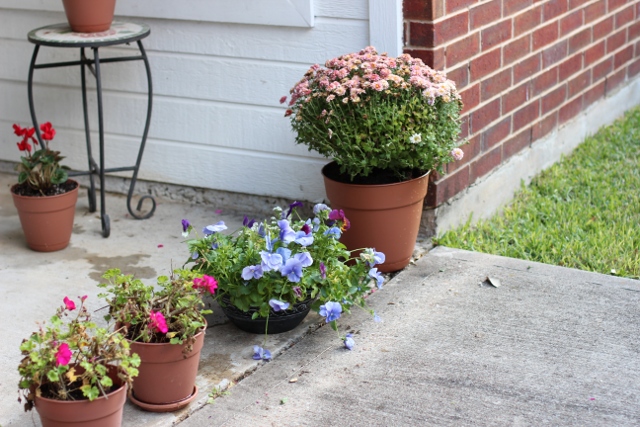 Walking with Cake: Pretty blossoms