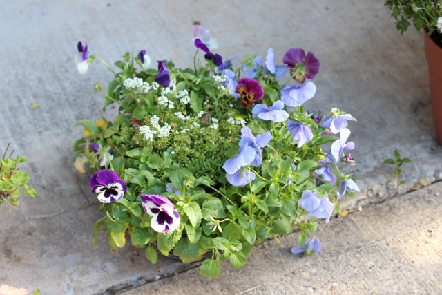 Walking with Cake: Pretty pansies