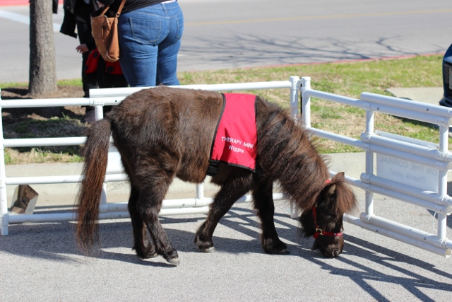 Walking with Cake: Mini service horse